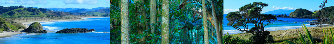 About Tawharanui Tours