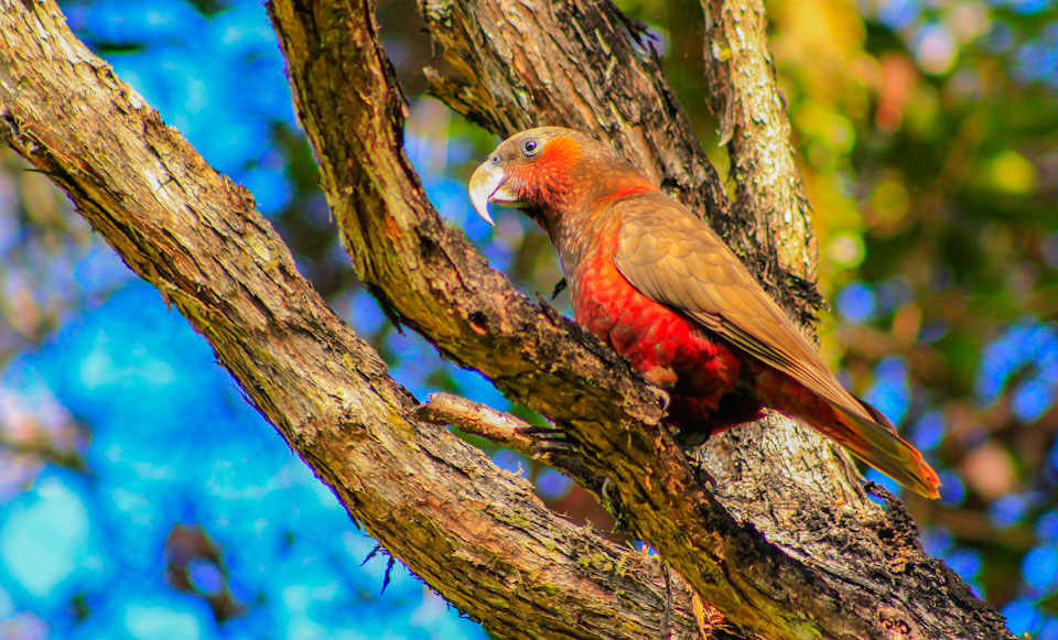 Bird Galleries - Auckland Day Tours
