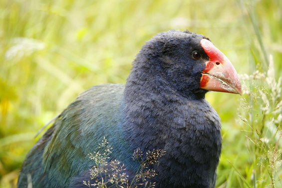 Bird Watching Tours in Auckland - Takahe