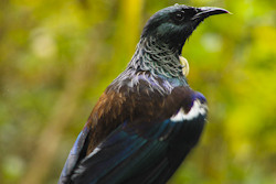 Auckland Bird Watching Tour - Tui