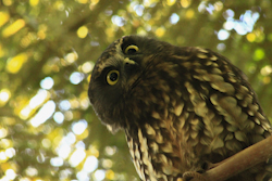 Bird Watching Tour in Auckland - Morepork
