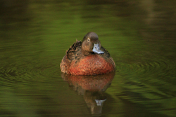 New Zealand bird Brown Teal