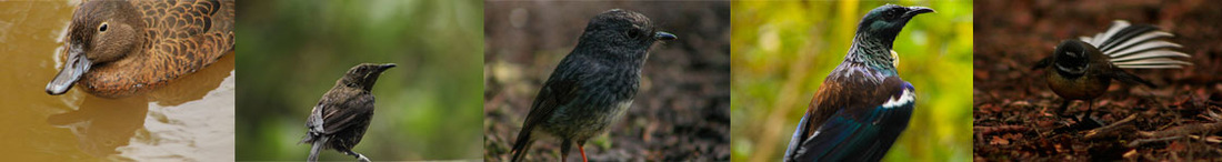 Eco Tours from Auckland - Birdlife