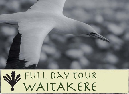 See Gannets on our Full Day Tours to the Waitakere Ranges