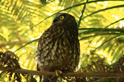 Morepork on Auckland Eco Tours