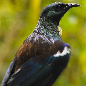 New Zealand bird Tui