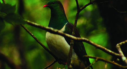 nz native bird