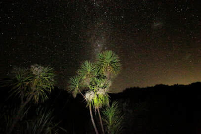 nz wildlife tour at night 