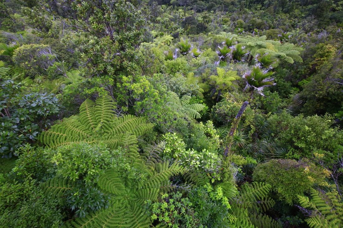 Waitakere Ranges Day Tours
