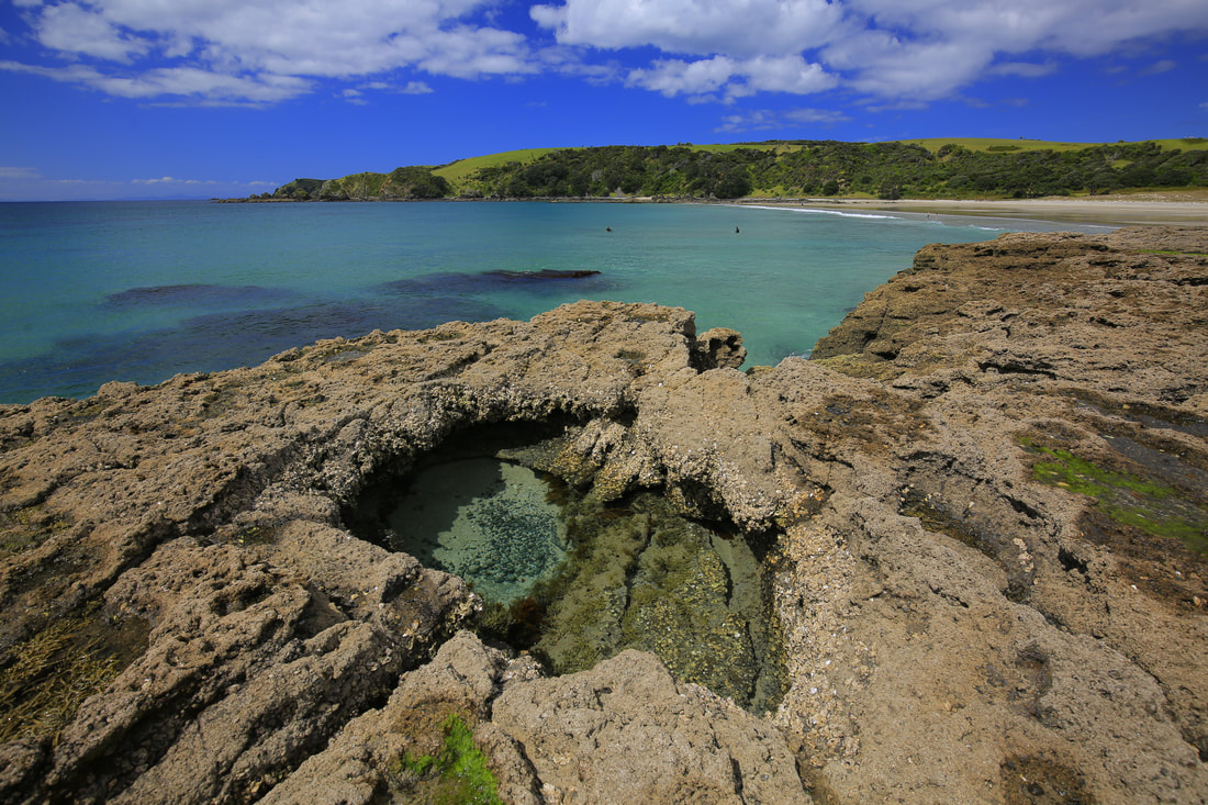 Tawharanui Tour Habitat Tours